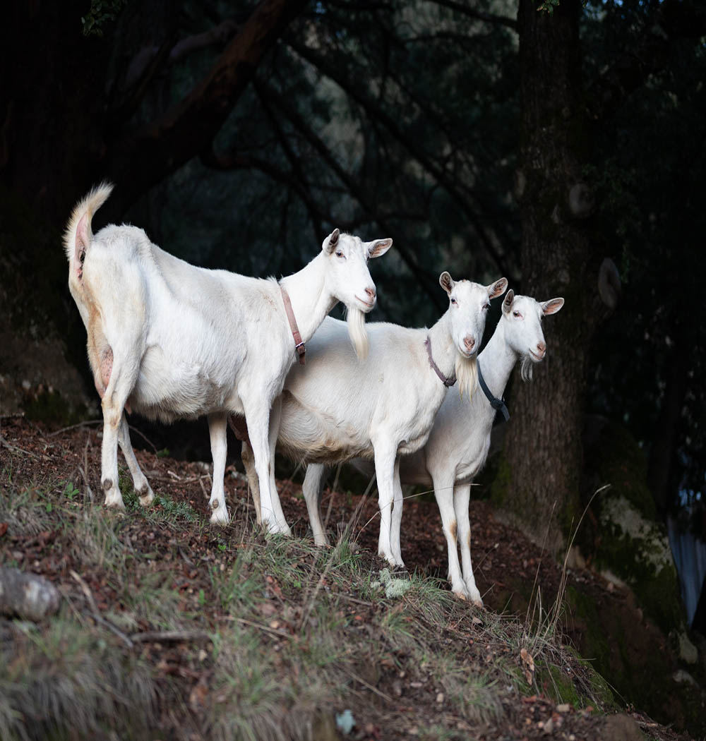 Goats_1v2